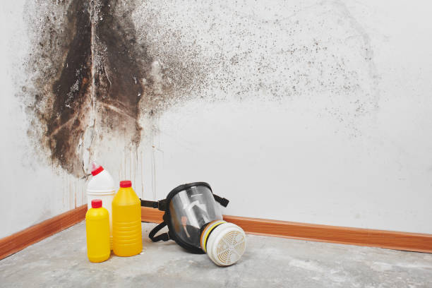 Best DIY Mold Remediation Support Services in Newton, NJ