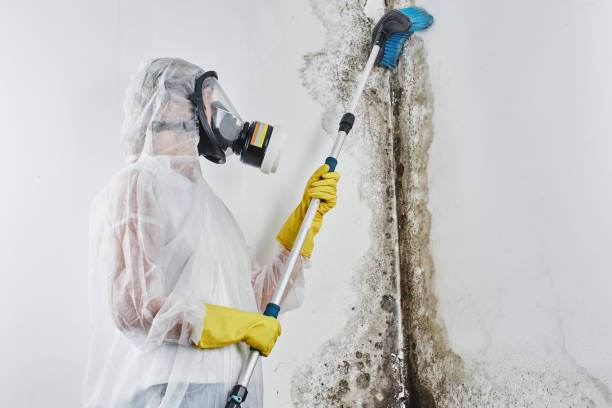 Best Black Mold Remediation in Newton, NJ