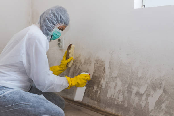 Best Attic Mold Remediation in Newton, NJ