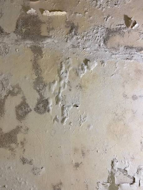 Best Insurance-Related Mold Remediation in Newton, NJ