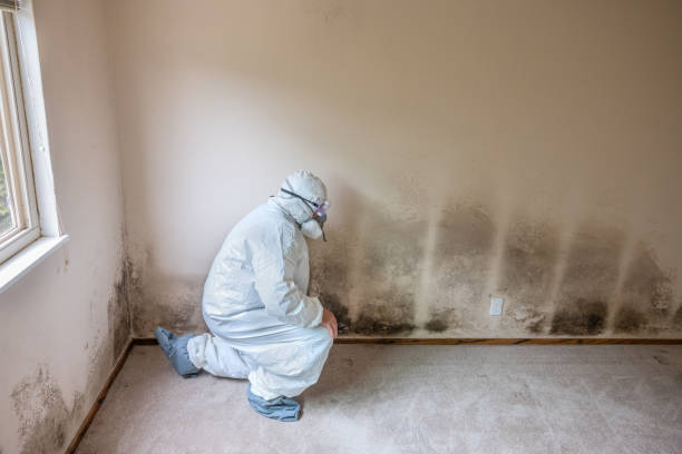 Best Mold Remediation for Specific Building Types in Newton, NJ