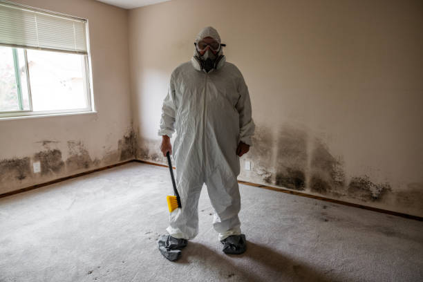 Best Basement Mold Remediation in Newton, NJ