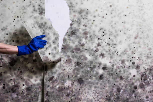 Best HVAC Mold Remediation in Newton, NJ