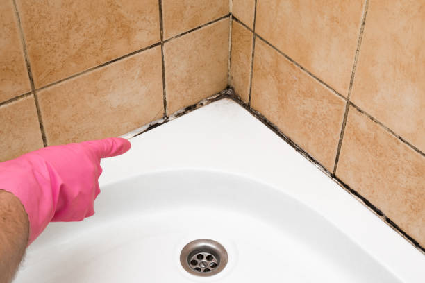 Best Localized Mold Remediation (e.g., coastal areas, humid climates) in Newton, NJ
